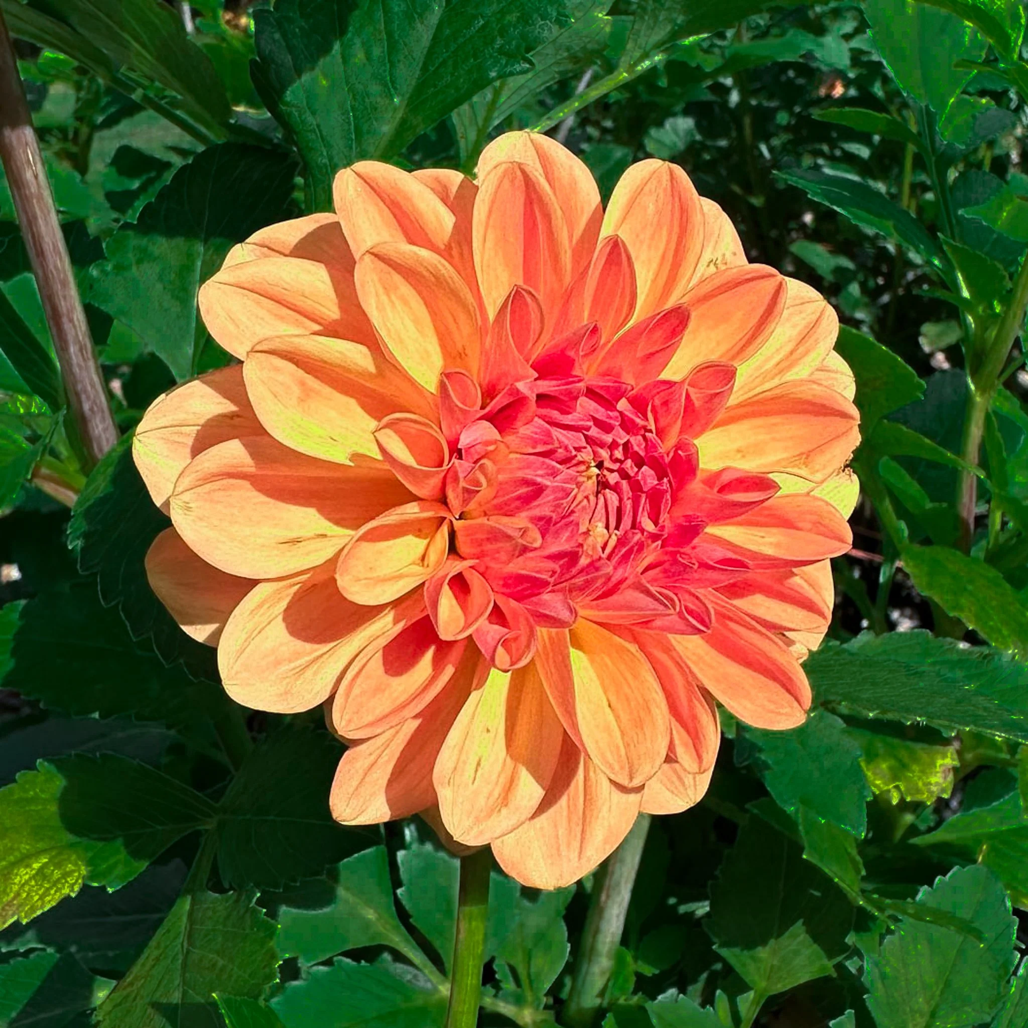 フラワースタッズ装飾　ホワイト　本革　６丁差し　SCA-235/CWA フラワースタッズ装飾 ホワイト 本革 6丁差し SCA-235/CWA